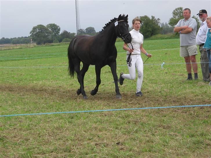 New Forest Birkilds Flamenco(solgt)  - Flamenco og jeg til dyreskue billede 10