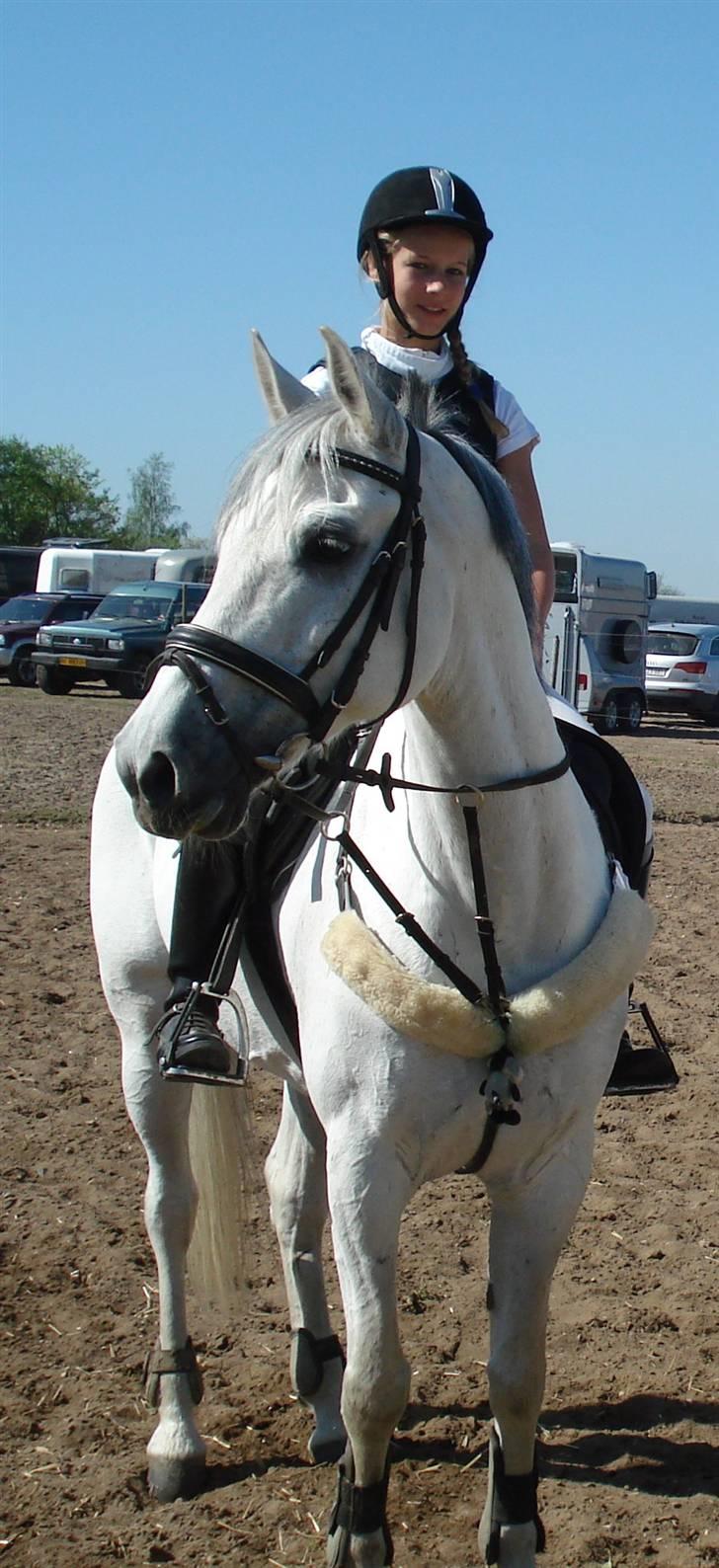 Tysk Sportspony Jonatan {AFLIVET} - ¤2¤   er han ikk bare fin? foto: mor., billede 2