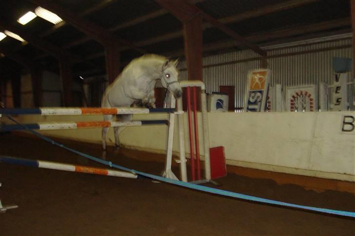 Tysk Sportspony Jonatan {AFLIVET} - ¤4¤vi løsspringer Jonatan, 150cm ö, han er så dygtig, anden gang han prøver det. foto; Christina Olsen(: <3 tak :-* billede 4