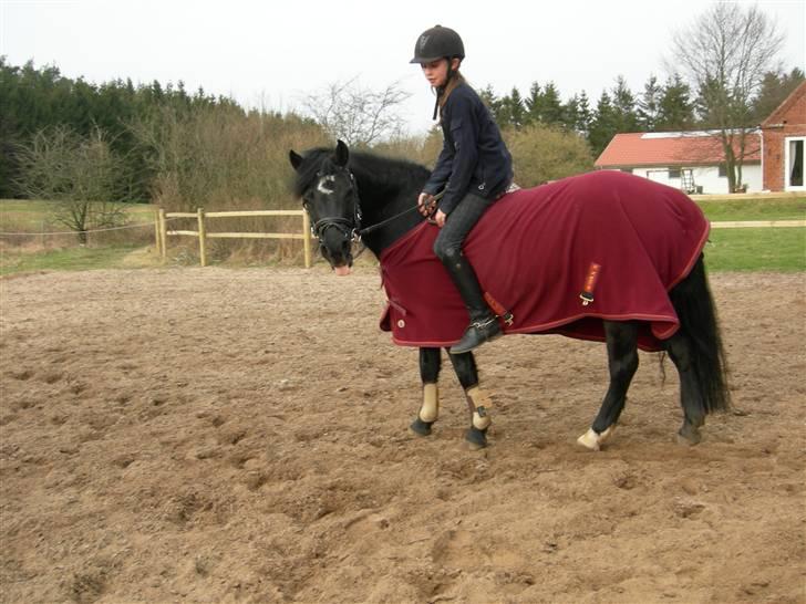 Welsh Pony (sec B) Cia - Hygge ... Fotograf: Min Mor / Pia Pedersen billede 14