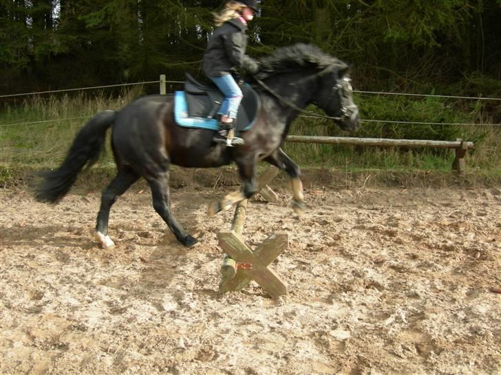 Welsh Pony (sec B) Cia - Min søster, springer på Cia. ... Fotograf: Mig billede 15