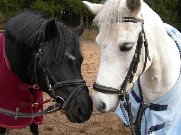 Welsh Pony (sec B) Cia - Cia og hendes veninde / min søsters pony - Cirkeline! ... Fotograf: Min Mor / Pia Pedersen billede 17