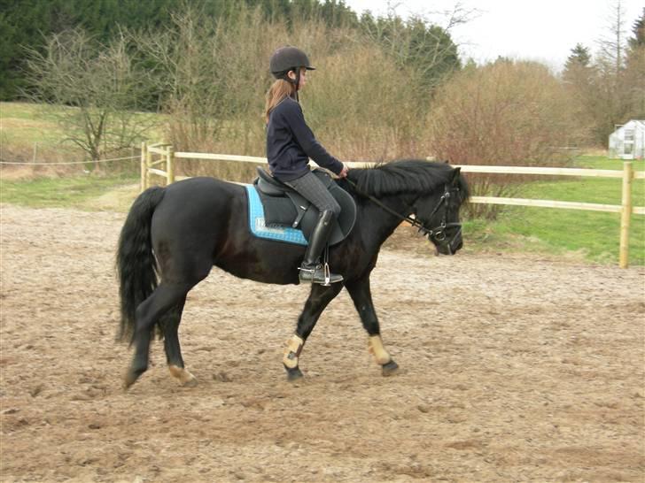 Welsh Pony (sec B) Cia - Skridt ... Fotograf: Min Mor / Pia Pedersen billede 18