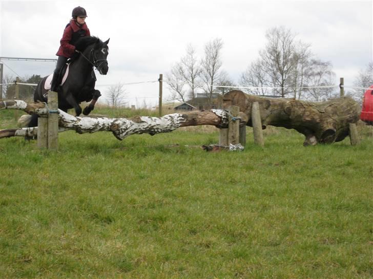 Welsh Pony (sec B) Cia - Birketræ, til tæren kursus...!  billede 19