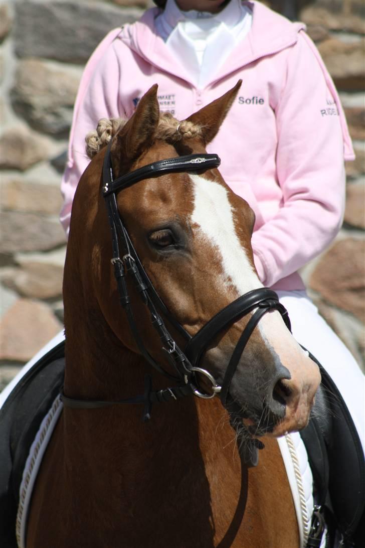 New Forest Natarone Skønager - taget til DM af katrine  billede 3
