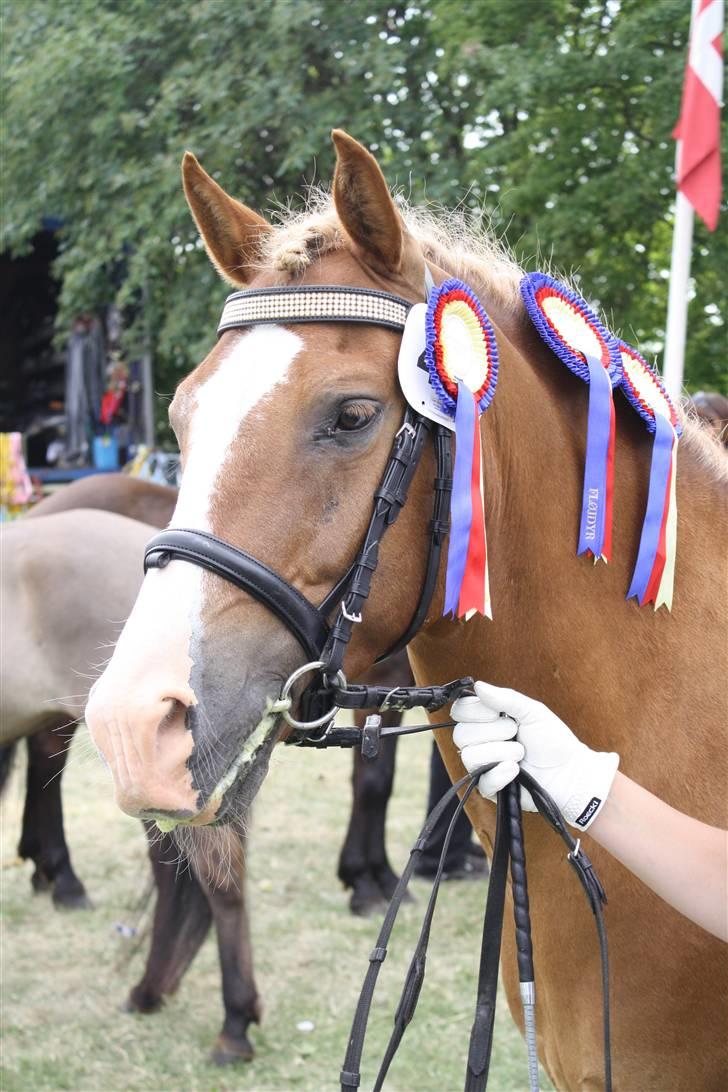 New Forest Natarone Skønager - Natarone til gørlev billede 6