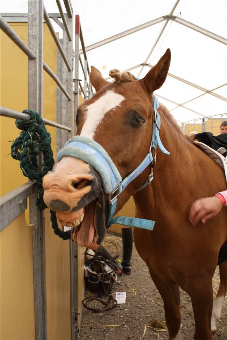 New Forest Natarone Skønager - trætte natarone til landsstævne.  billede 10