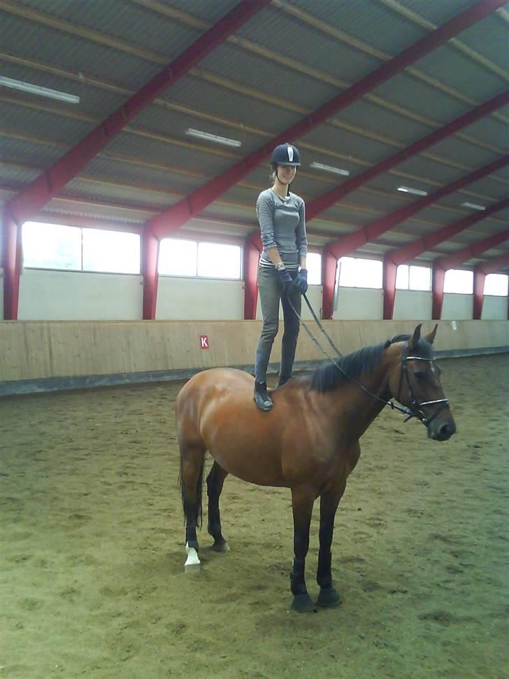 Dansk Varmblod Athene K - Solgt - NYT: Taget den 28 August 2008 <3 En ride dag uden sadel, hun var helt KANON. Også kom der lige et billede ud af det, da vi skridtede af d: Fotograf: Marie, Kaldt Sofie <3 billede 18