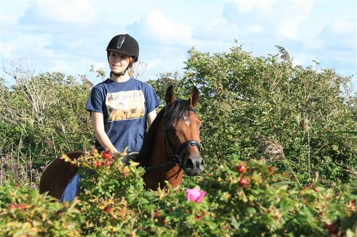 Arabisk fuldblod (OX) Fabhat  - Nyt. nede ved vandet. :) billede 10