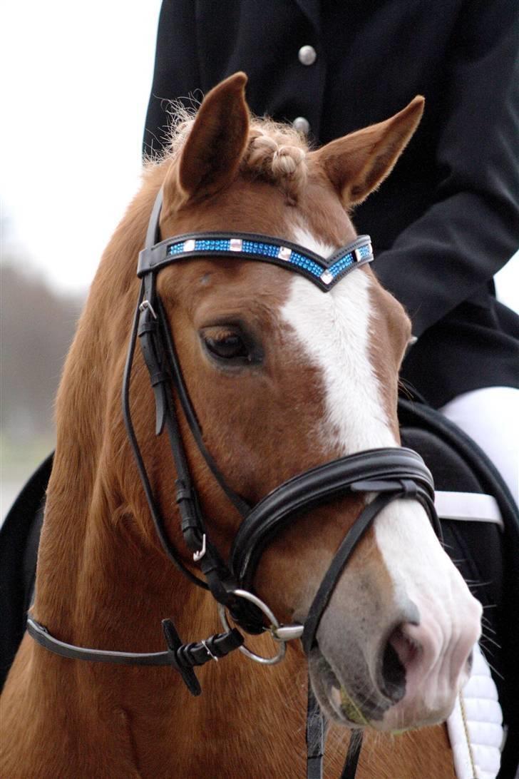 New Forest Natarone Skønager - Stævne ØSR 2009 (taget af camilla Rosenlund) billede 12