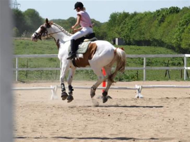 Pinto nikolaj af dutterup - ikke helt enige om hvad vej vi skal billede 5