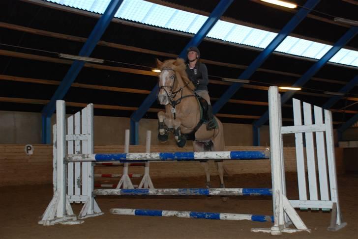Anden særlig race Just hugo Forever  billede 12