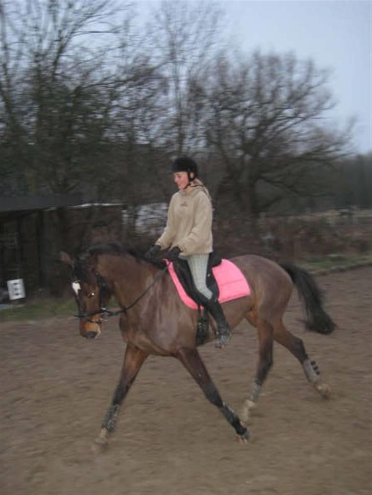 Dansk Varmblod Hummes Waltzin Matilda - taget d. 8/2-2008. schenkelvinding. billede 10