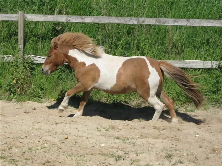 Miniature Romeo billede 9