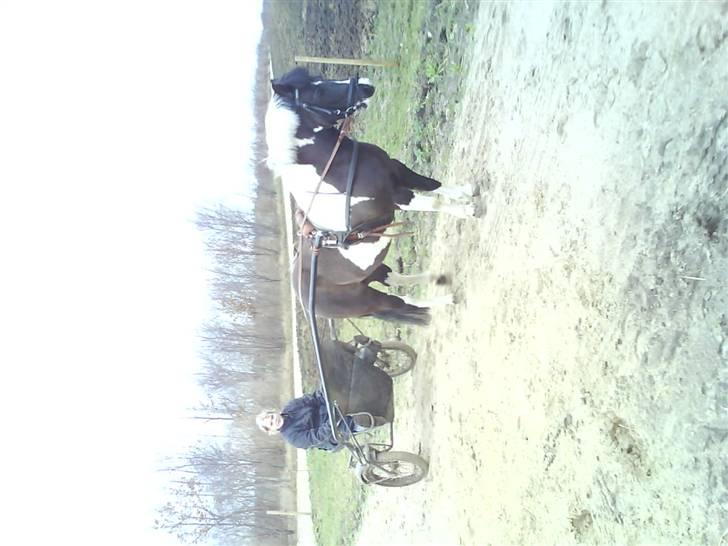 Anden særlig race Lotte billede 8