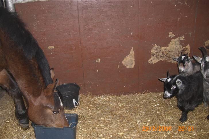 Anden særlig race Riisgaardens Kira  - tag lige lidt fodrer fra gederne  billede 5