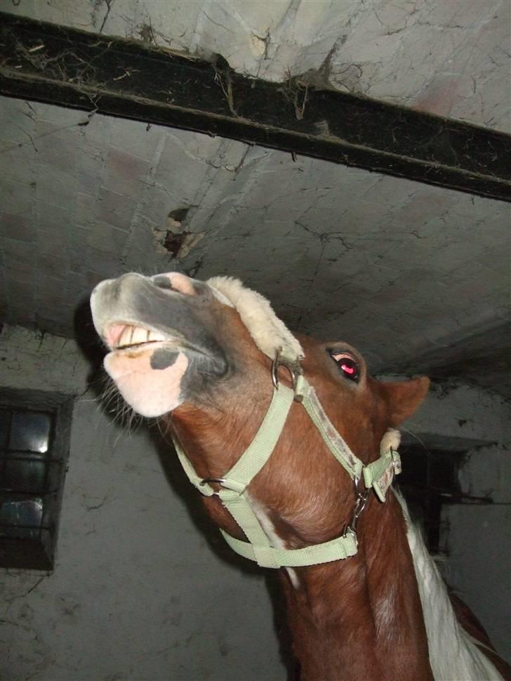 Pinto + NF - Mumrik - solgt - 18 | Ej, det er rigtig go! (: .. Foto ; Ida eller Mig xD billede 18