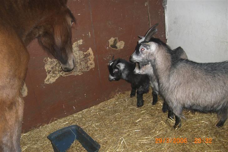 Anden særlig race Riisgaardens Kira  - for må jeg ikke få noget billede 6