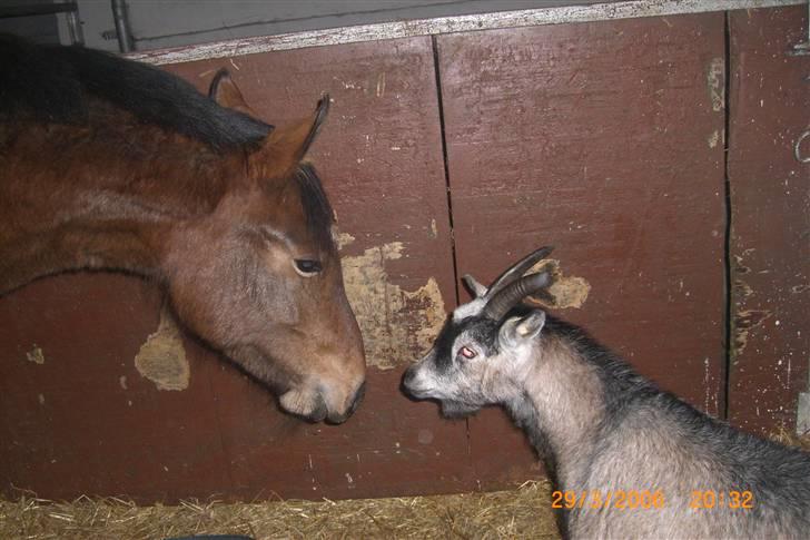 Anden særlig race Riisgaardens Kira  - du er en sjov en billede 7