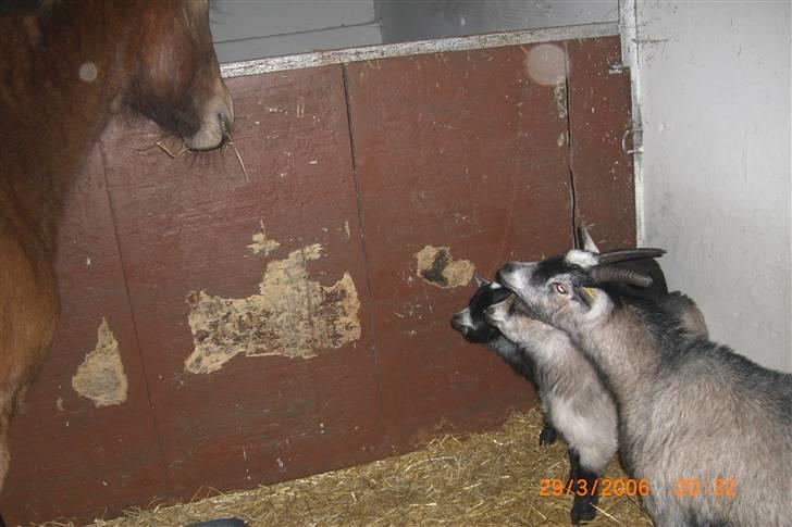 Anden særlig race Riisgaardens Kira  - hov hva vil i billede 8