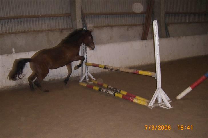 Anden særlig race Riisgaardens Kira  - det er lige med at få alle benene med billede 9