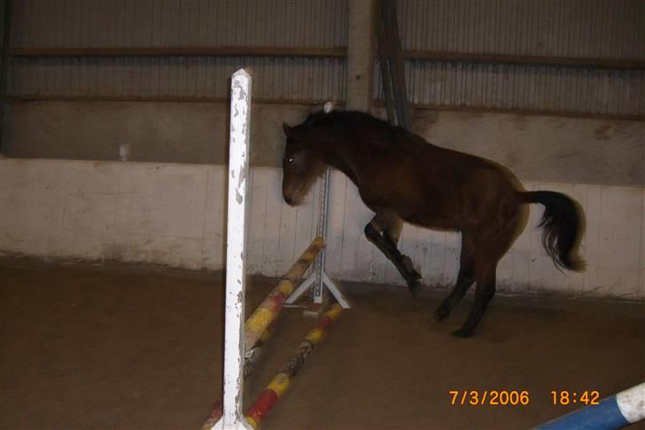 Anden særlig race Riisgaardens Kira  - jeg kan bare ikke finde ud af det;D billede 11