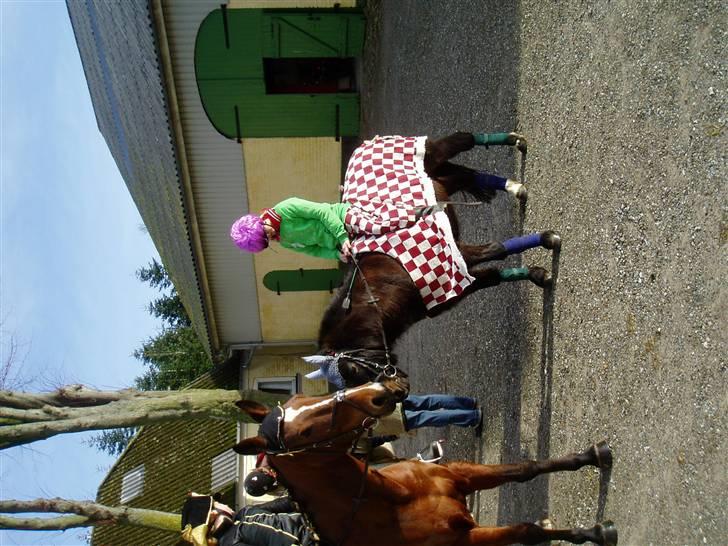 Anden særlig race Mirka Belinda R.I.P billede 12