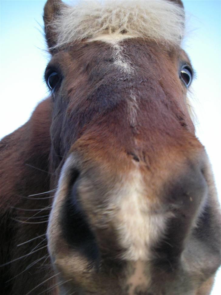 Islænder Silfur fra Trampboli - Vi har næææææsten en hel stregblis billede 12