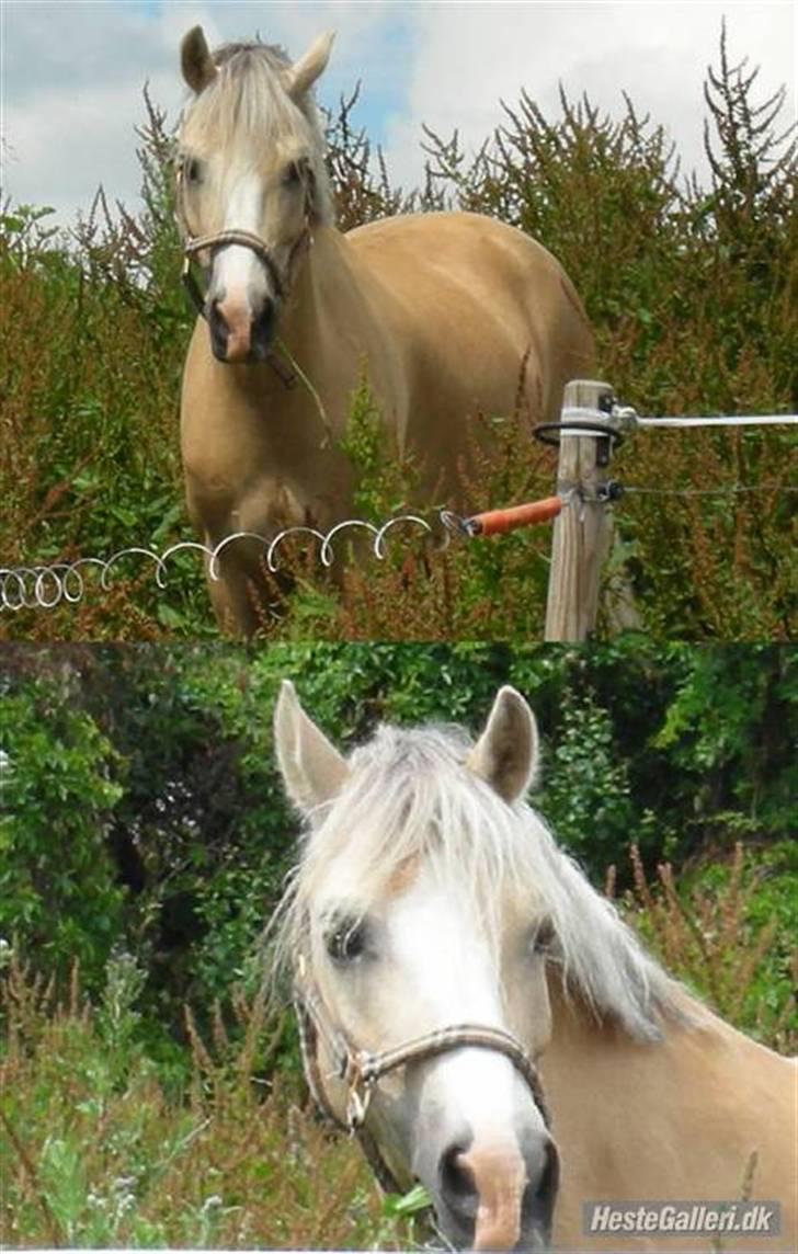 Welsh Pony af Cob-type (sec C) Ræveskiftets Nardi B-Pony RIP - nardi på fold billede 1