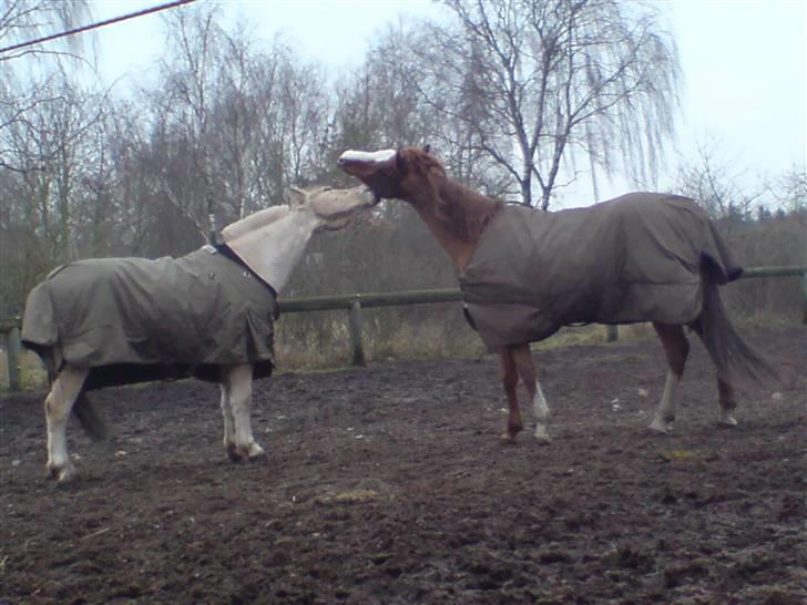 Fjordhest Felix - Leger med Amuras billede 8