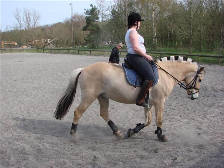 Fjordhest Felix - Undervisning 27.04.08 - opvarmning i skridt (fotograf Kia) billede 9
