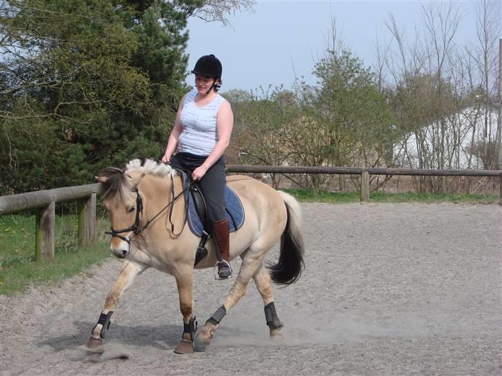 Fjordhest Felix - Undervisning 27.04.08 - hænderne på højkant Camilla (fotograf Kia) billede 10