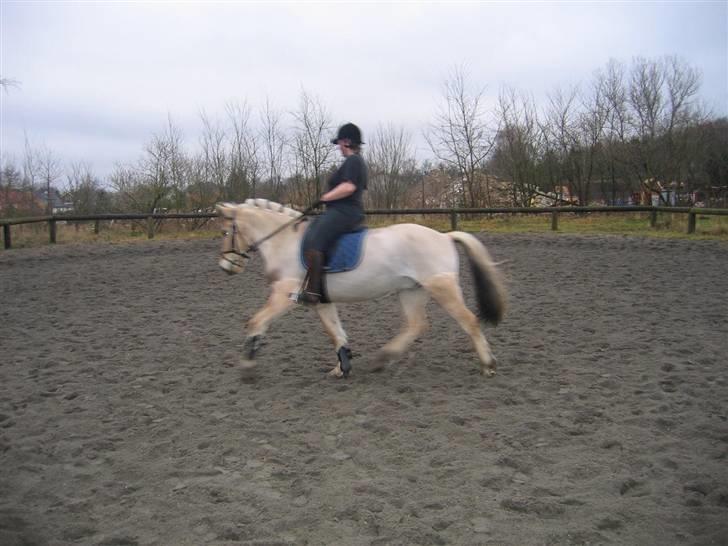 Fjordhest Felix - trav på volte (fotograf Mette) billede 11