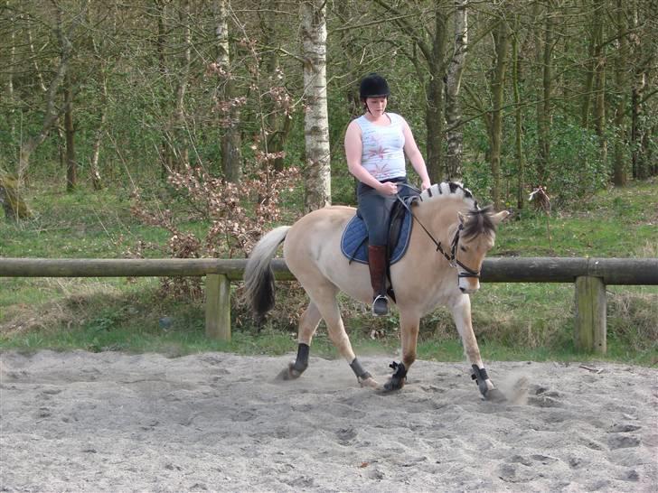 Fjordhest Felix - Undervisning 27.04.08 (fotograf Kia) billede 12
