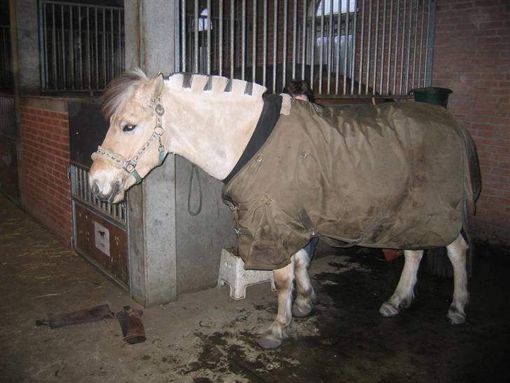 Fjordhest Felix - Med min nye frits :D billede 14