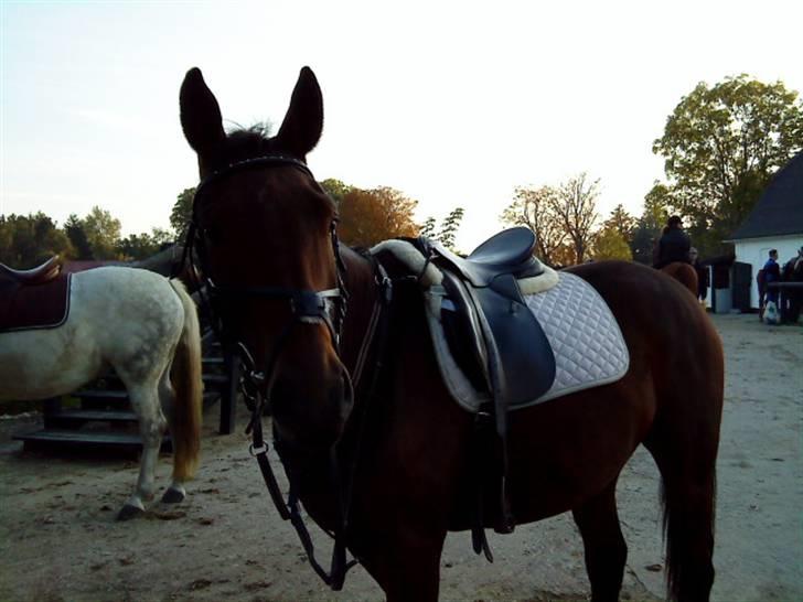 Hollandsk Sportspony Storm af vsr R.I.P - storm er lige kommet hjem fra skoven<3 billede 6