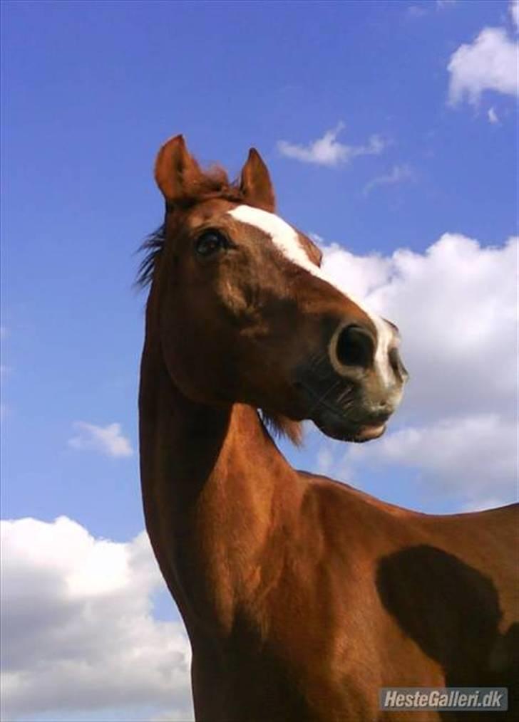 Anden særlig race  C'est la bon R.I.P - smukke!<3 velkommen til min prinsesses profil;P i må MEGET gerne skrive en kommentar!<3 billede 1