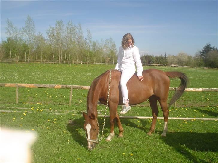 Anden særlig race  C'est la bon R.I.P -  ude og græsse efter et stævne;P billede 2