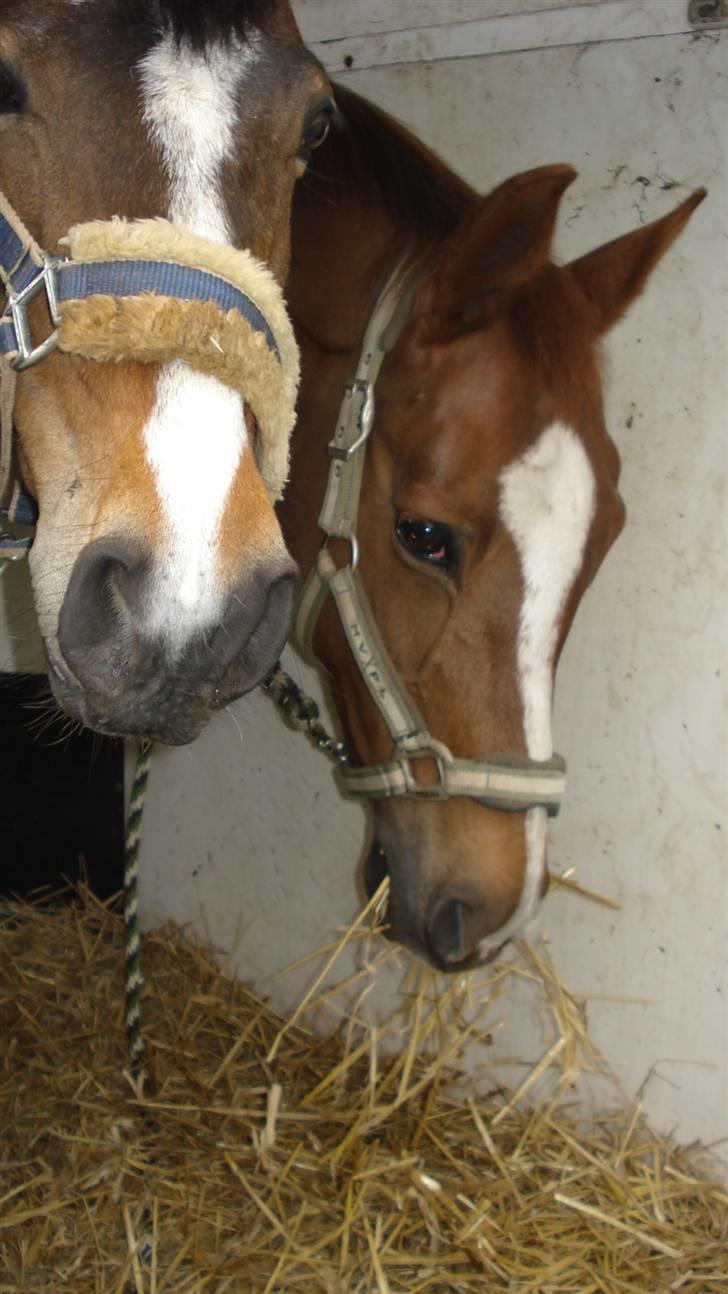 Anden særlig race  C'est la bon R.I.P - cella og fanny på vej til stævne;P billede 4