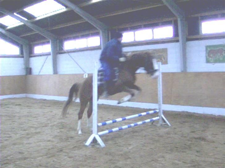 Sportsaraber (A) bougart <3 ( solgt) :( billede 7
