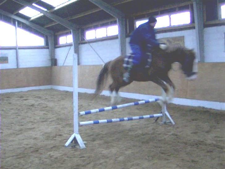 Sportsaraber (A) bougart <3 ( solgt) :( billede 8