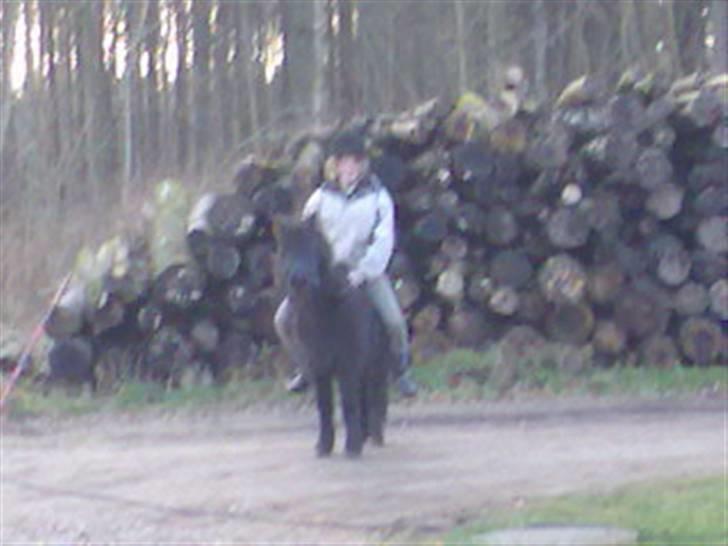 Shetlænder Mille    ~Solgt :'(~ - Det er mig der sidder på Mille<3        Februar 08 billede 14