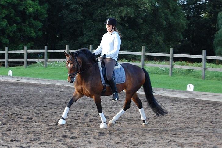 Hollandsk Sportspony Daphne B-pony *solgt* - 6. Daphne og mig til træning 2010 (: billede 6