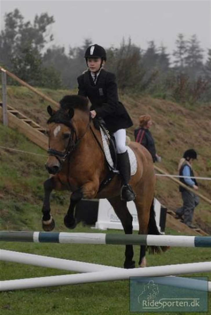 Welsh Pony af Cob-type (sec C) Camilla (éjer ikk mere) - Spring stævne, vi vandt :) foto: ? billede 16