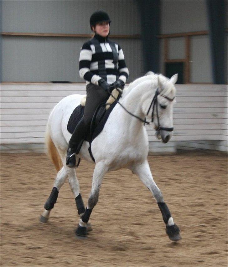 Connemara Maalings Mirabel B-PONY - Jeg elsker det her billede. :D billede 4