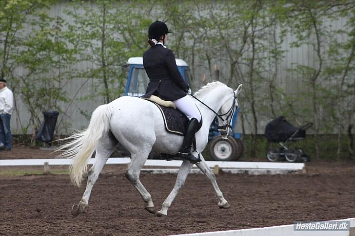 Connemara Maalings Mirabel B-PONY - Morsø 2010. Foto: Anne Krogh billede 5