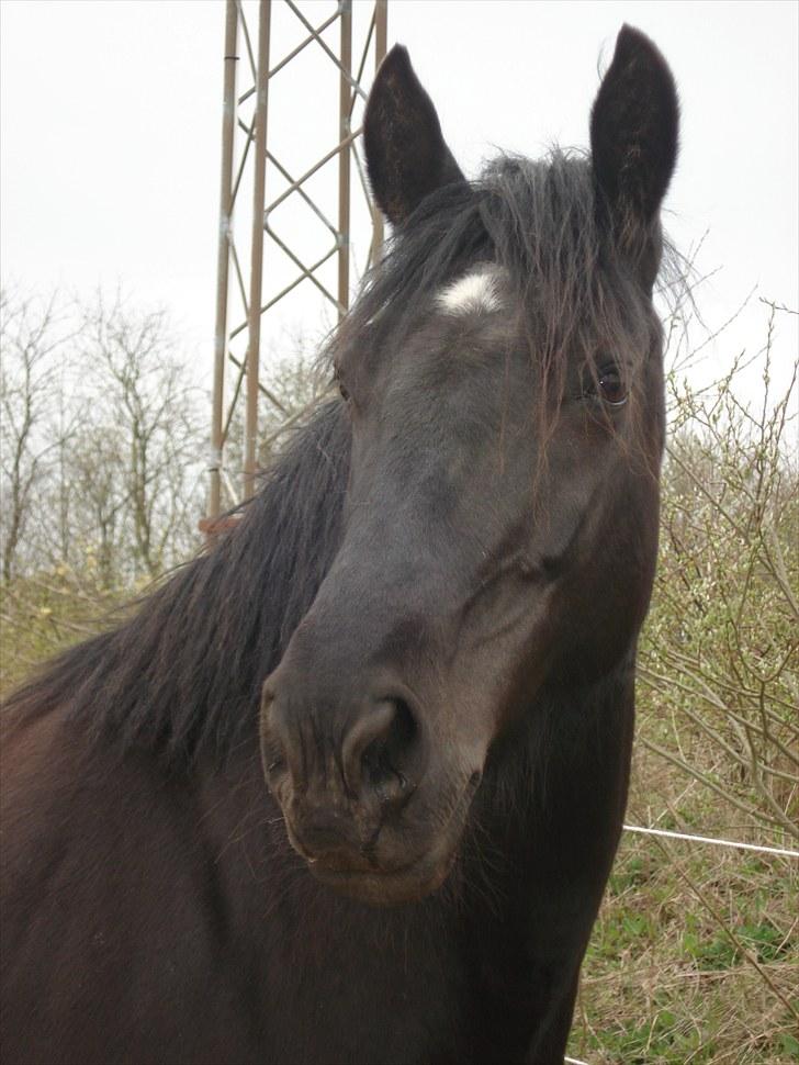 Anden særlig race Moonlight <3 t - <3 billede 1