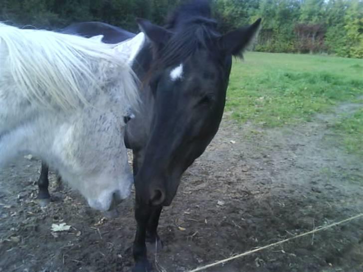 Anden særlig race Moonlight <3 t billede 2