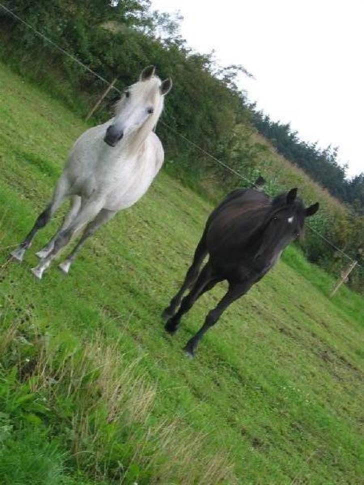 Anden særlig race Moonlight <3 t billede 3