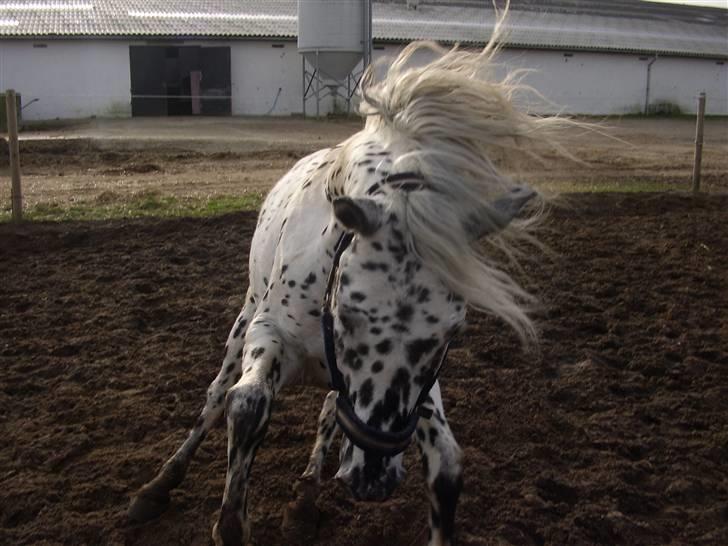 Knabstrupper Charmeur *solgt* - hehe han kom i fuld galop og stoppede så liiige foran mig :-) billede 6